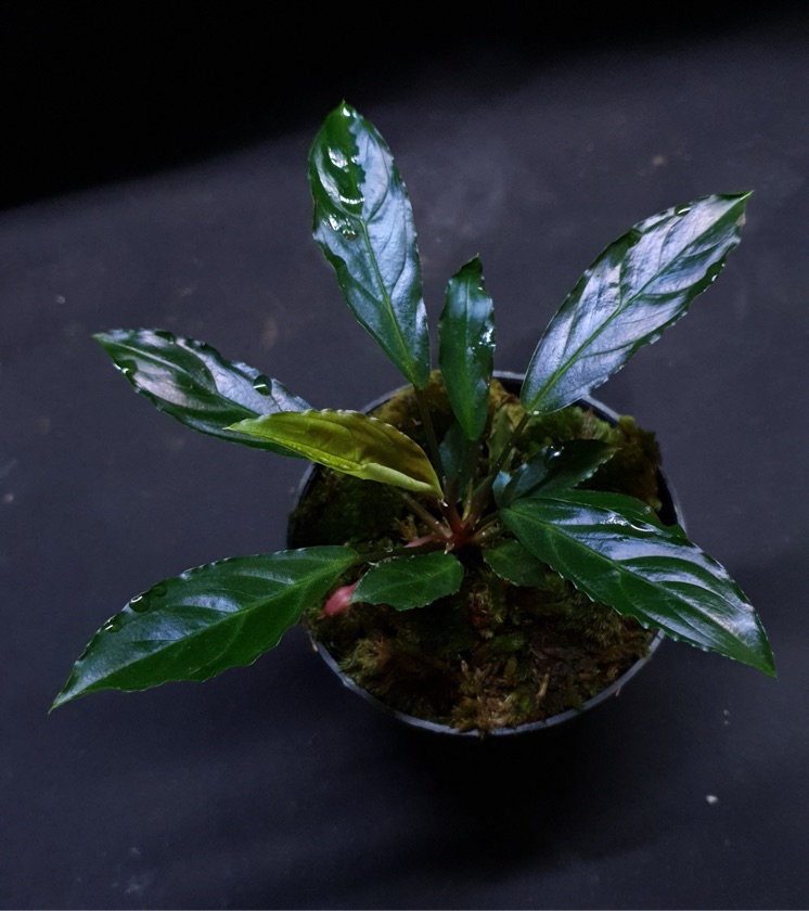 Homalomena sp. “Euclase”