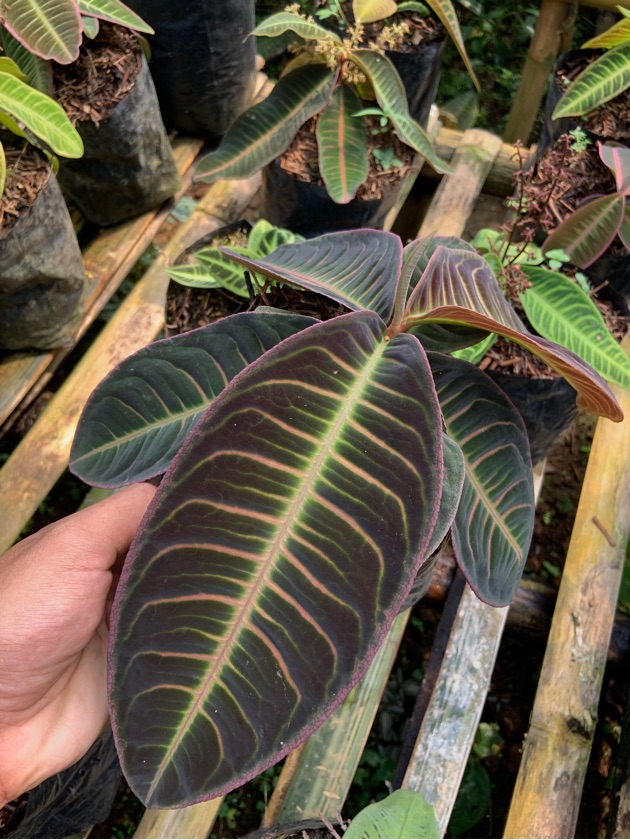 Emblemanta Jambi Series