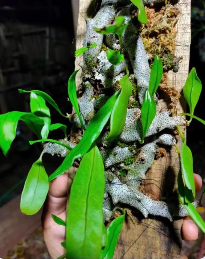 Lecanopteris Sinuosa 