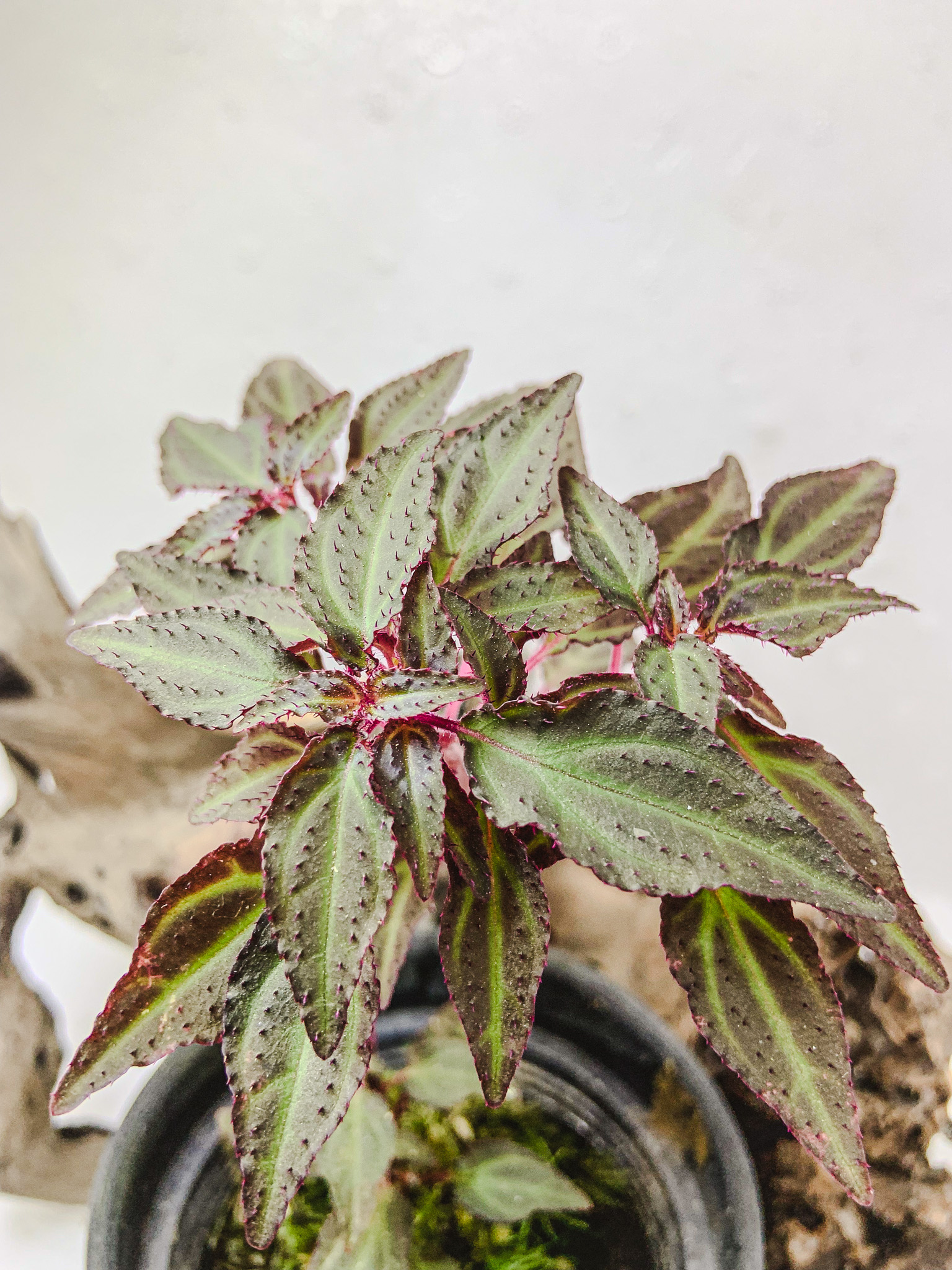 ⁠Sonerila sp. Fuzzy