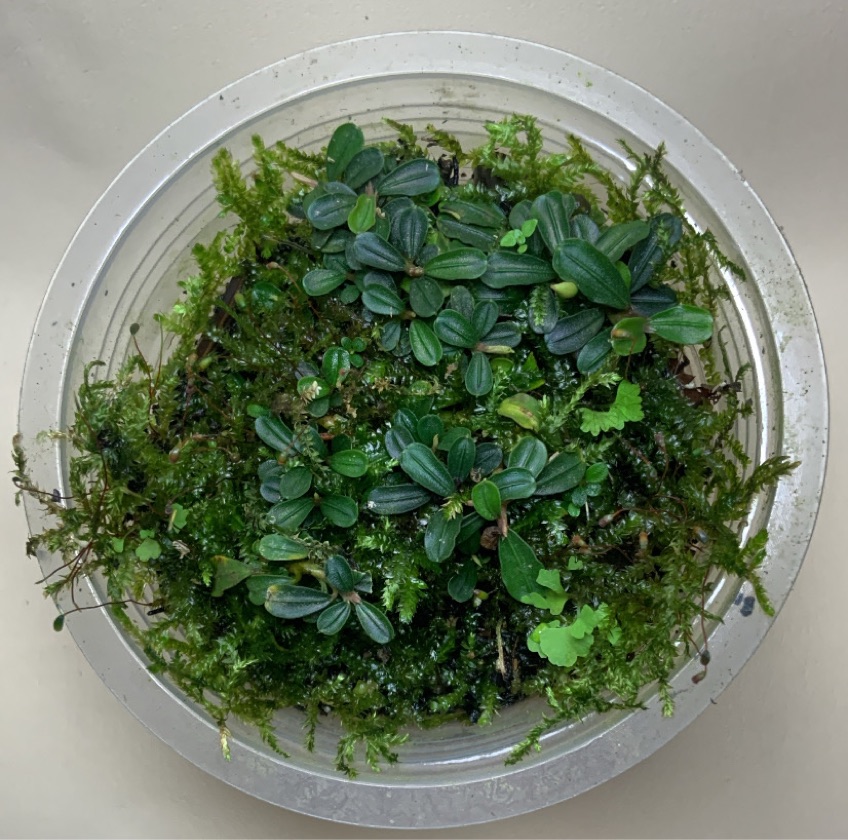 Bucephalandra Mini Coin