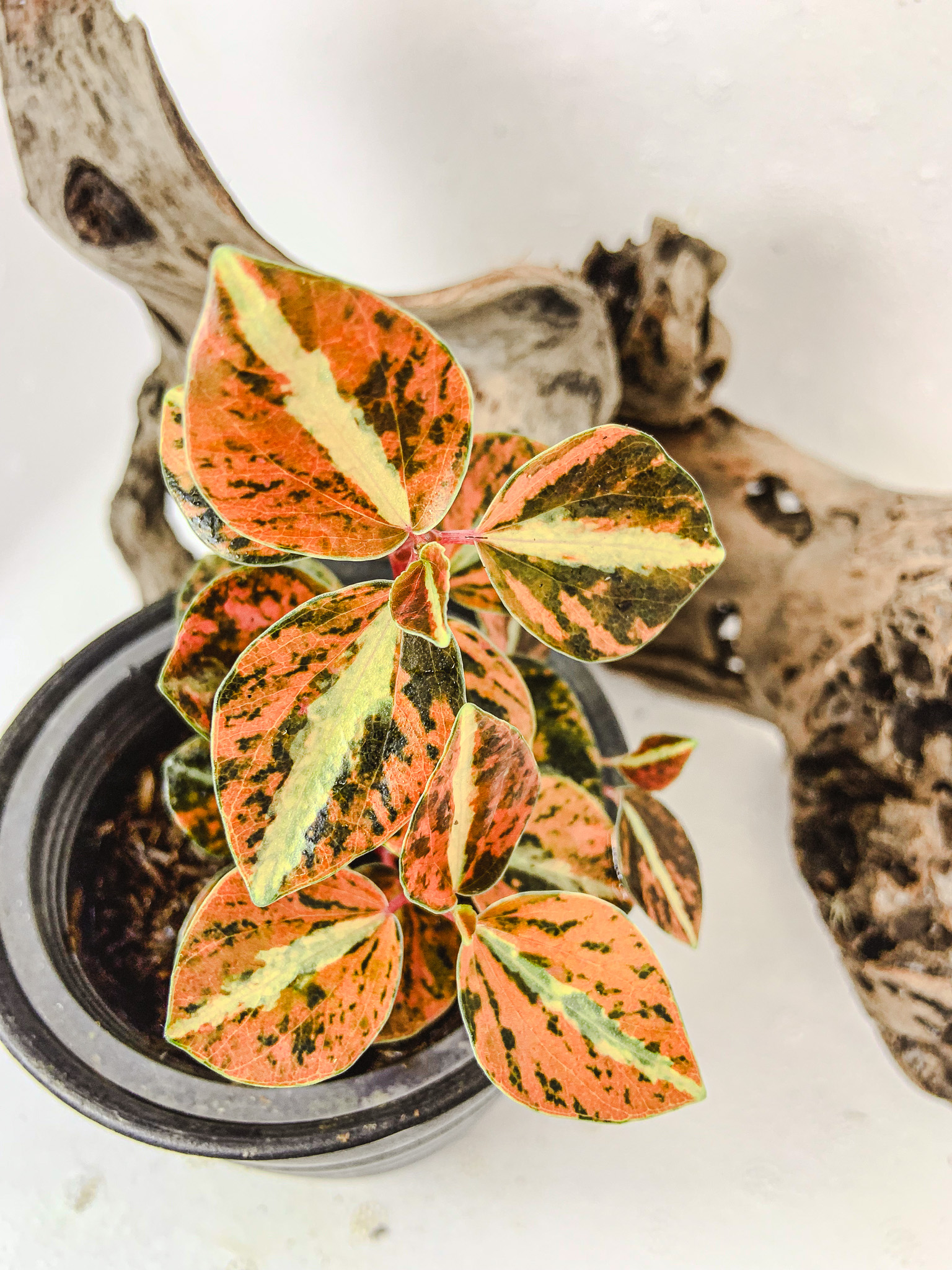 Peperomia Colombiana Variegated