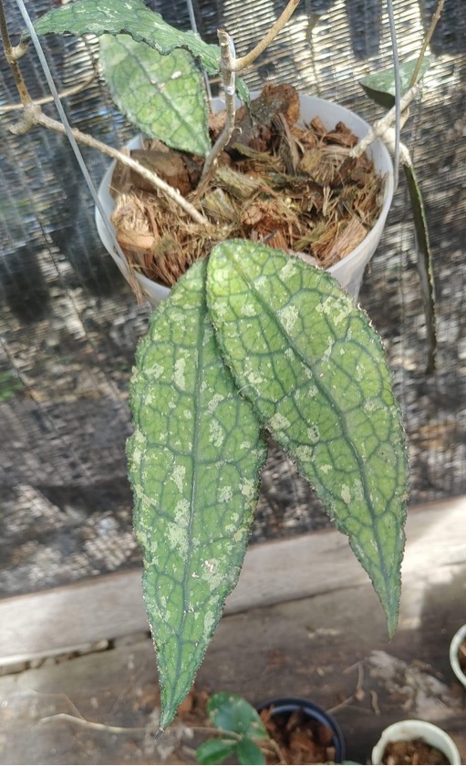 Hoya Clemensiorum
