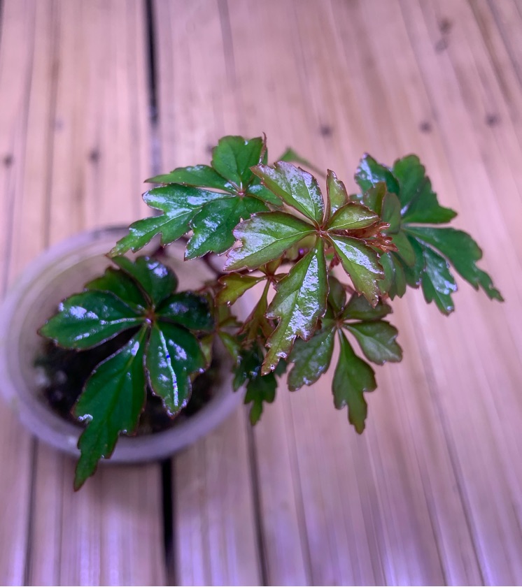 Begonia Rachmatii "Curly"