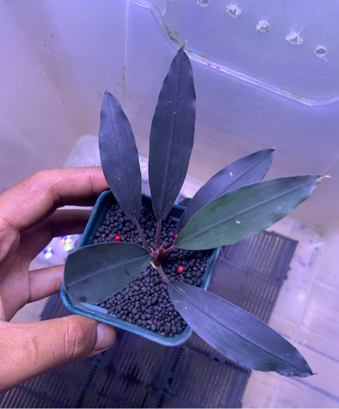 Bucephalandra sp. Hydra