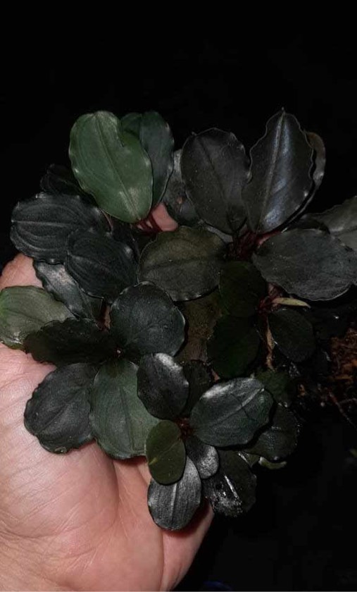Bucephalandra Black Pink