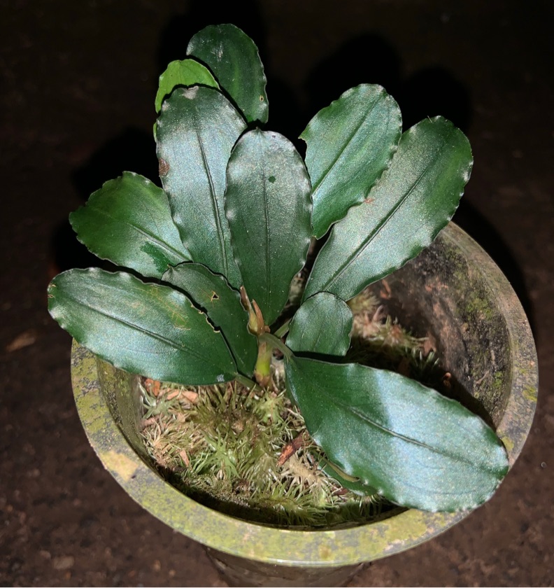 Bucephalandra Sweet Maharani