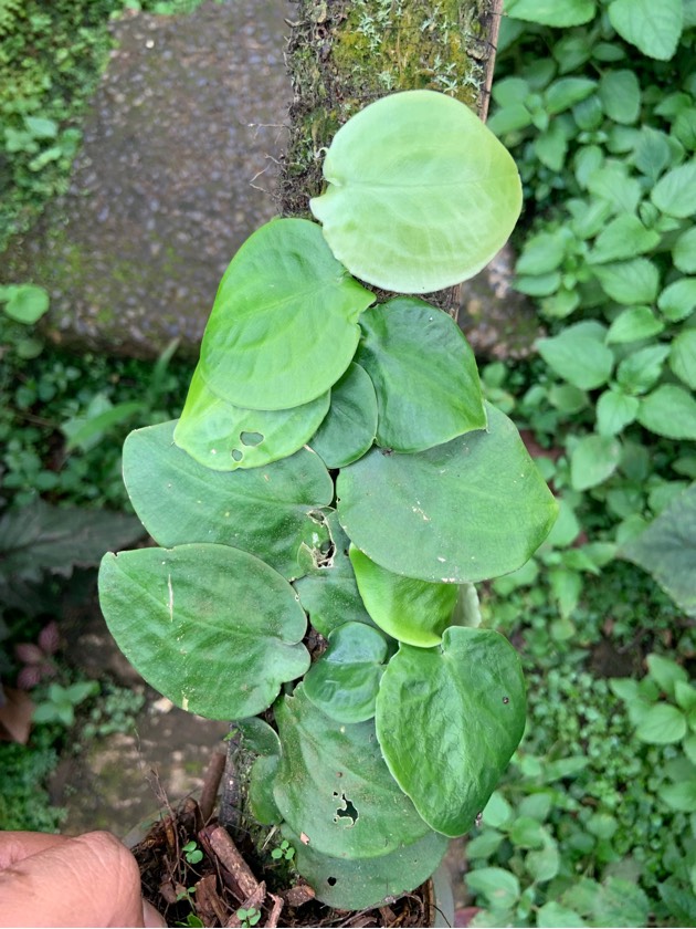 Pothos Ovatifolius