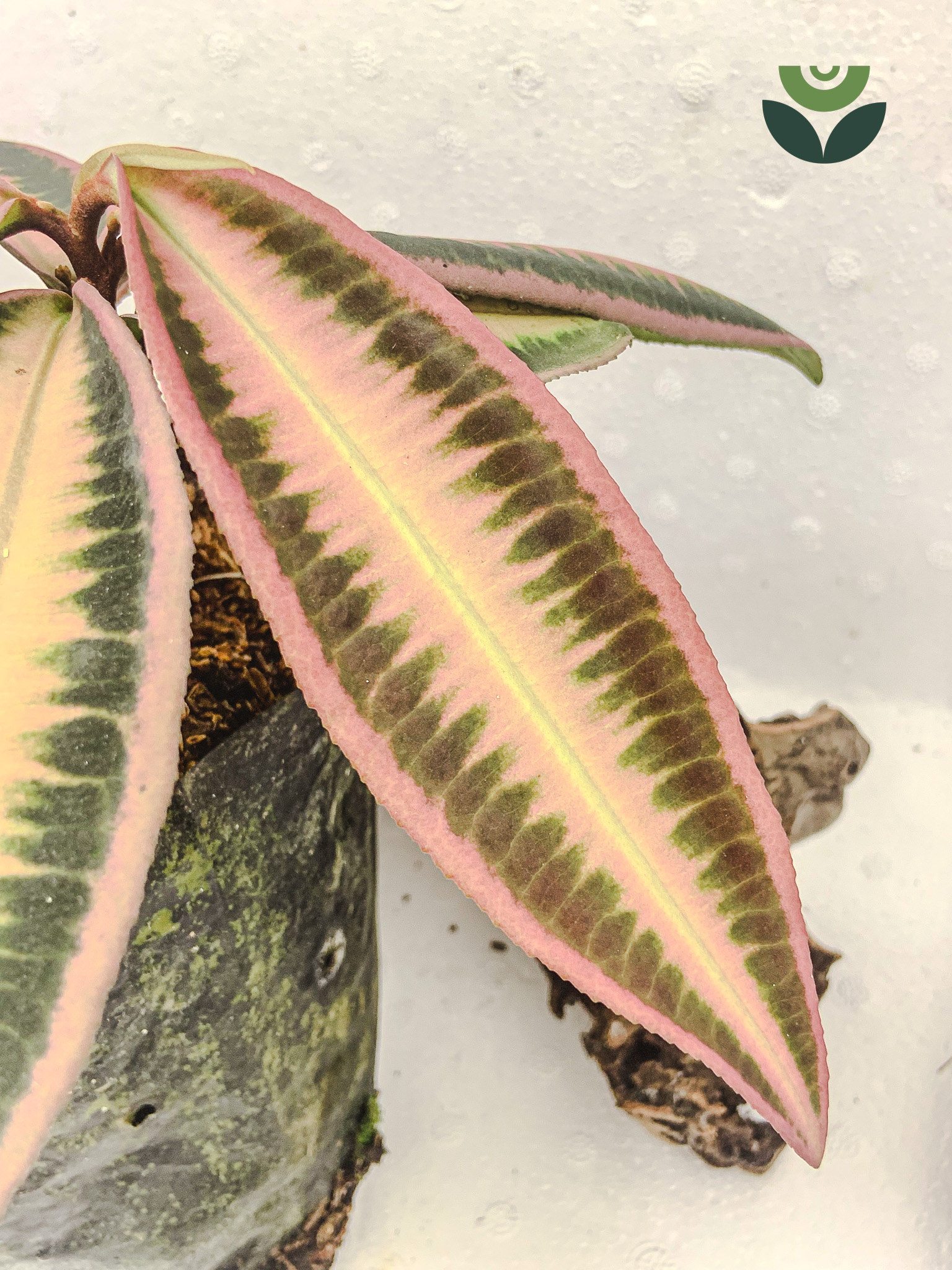 Labisia Emblemantha Urnulata Pink