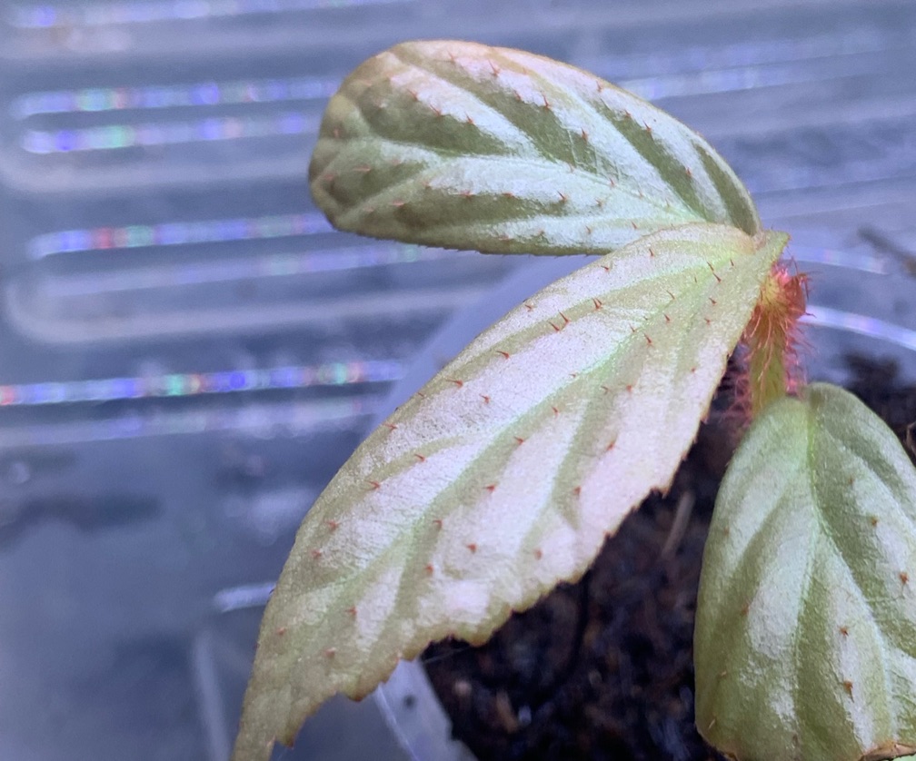 Begonia Silver Thorns