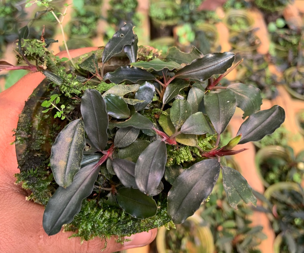 Bucephalandra Teared