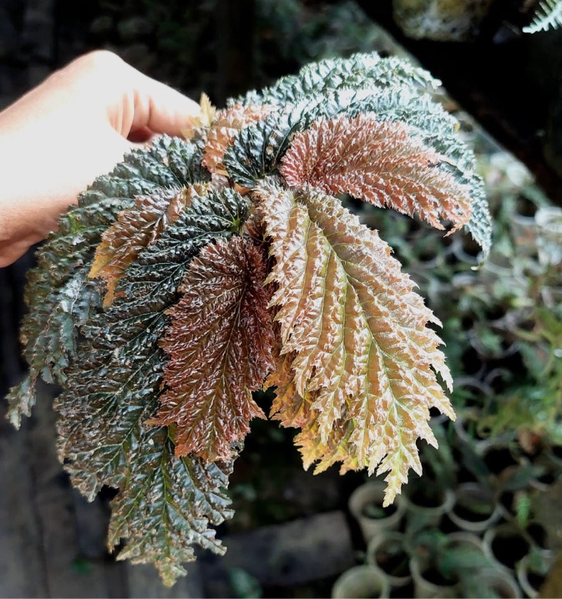 Begonia Yamor "Dark"