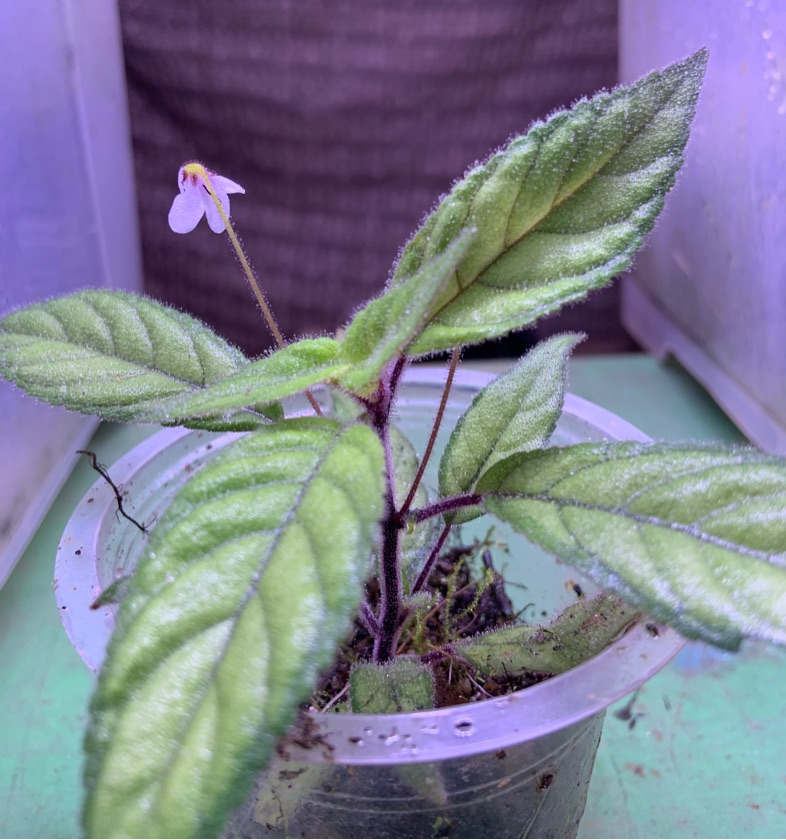 Codonoboeana sp. 2 Color