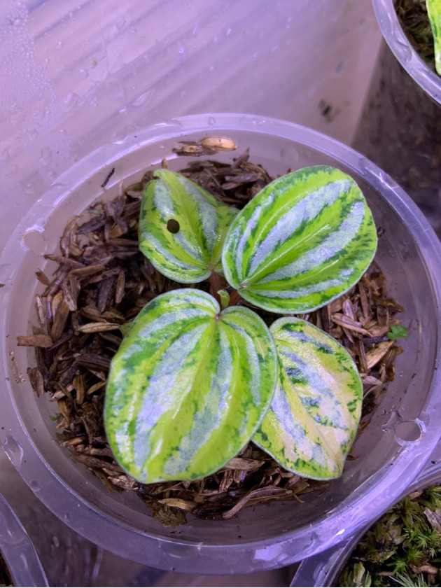 Peperomia Variegated