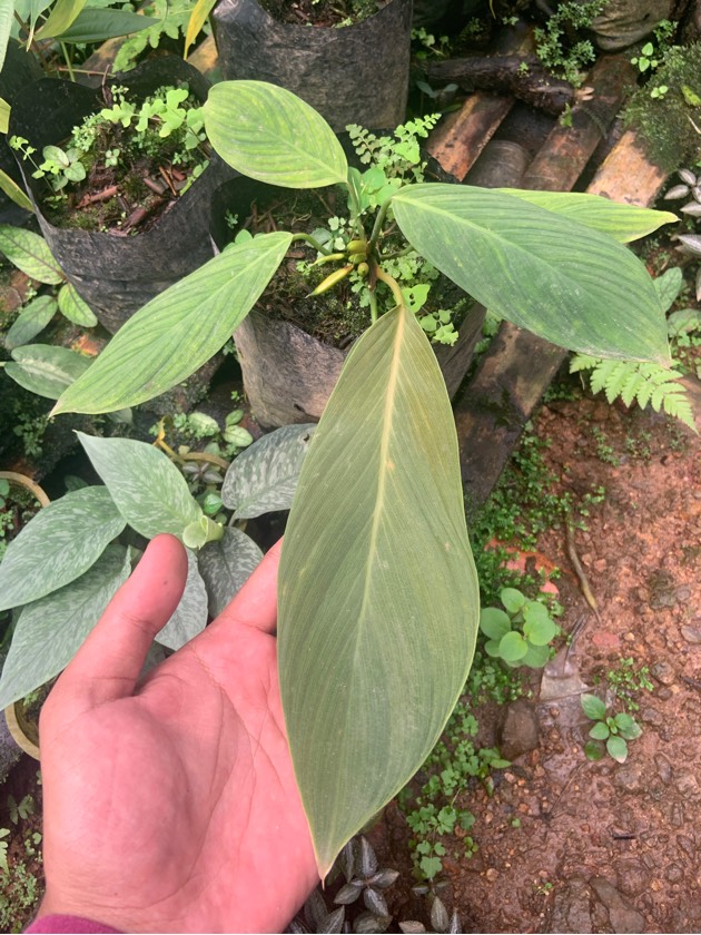 Homalomena cf. Plicata