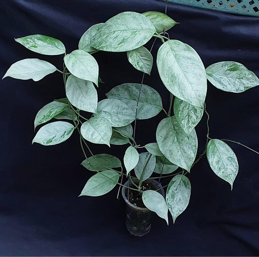 Hoya Coriaceae Silver