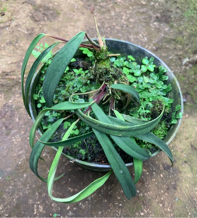 Homalomena Anthurinoides