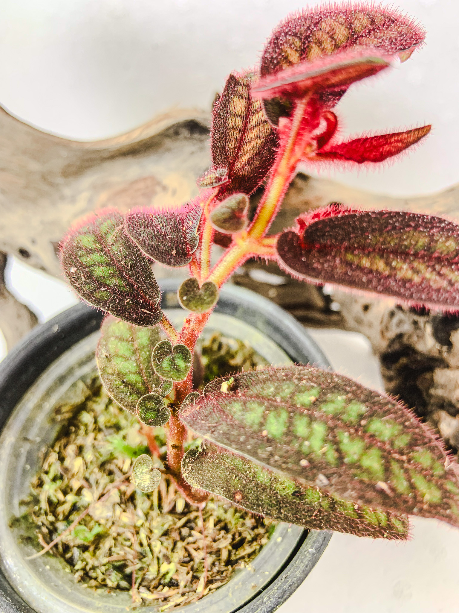 ⁠Sonerila sp. Tepuai