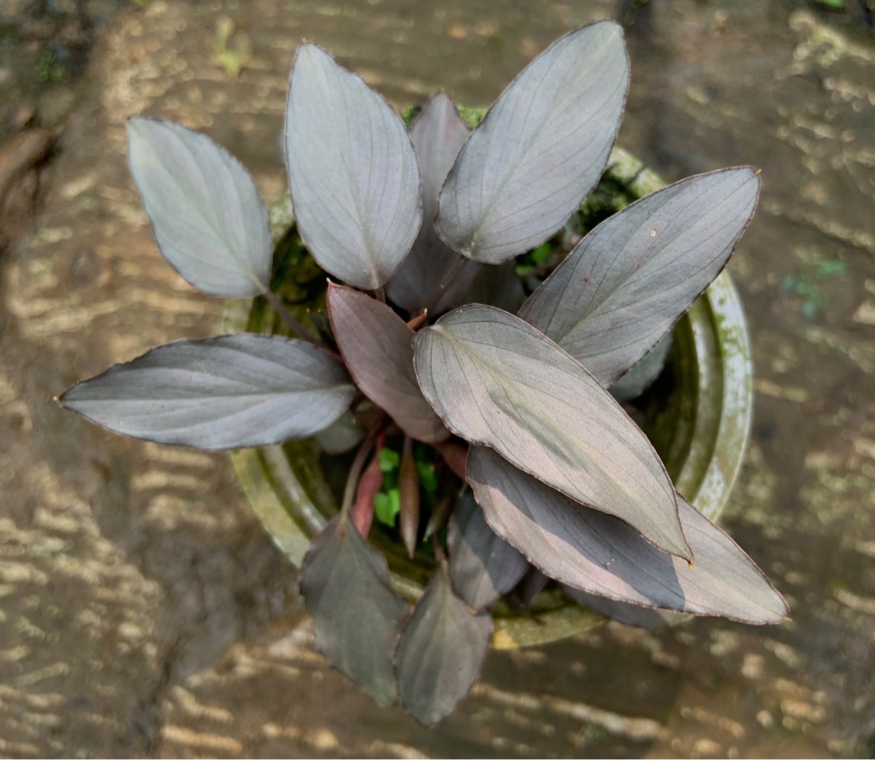 Homalomena var Major Humilis