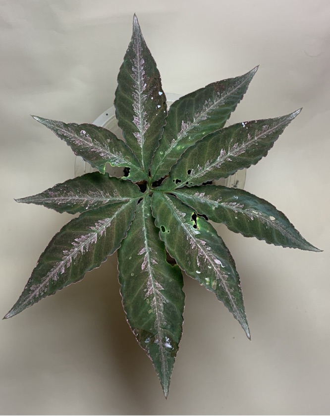 Amorphophallus Venustus Hett.