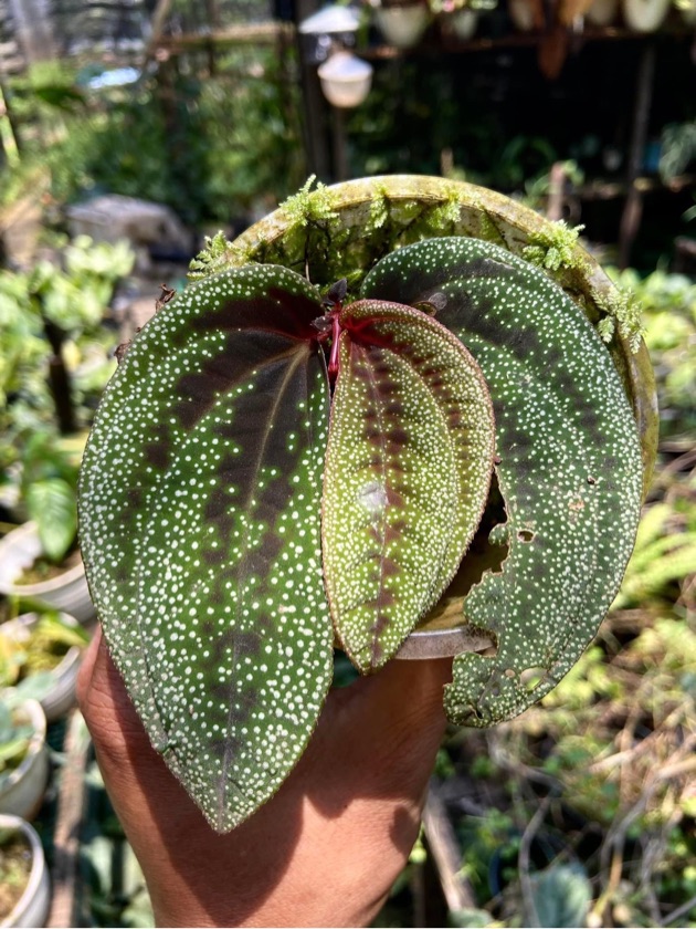 Sonerila Milkyway Mutation