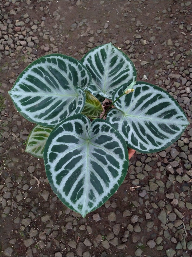 Anthurium Dorayaki 