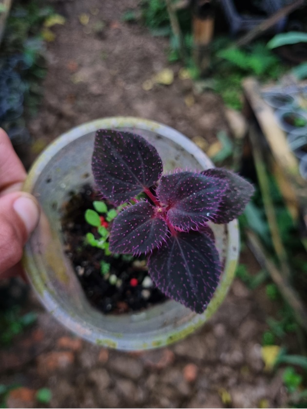 Sarcophyramis sp. Pink Dots