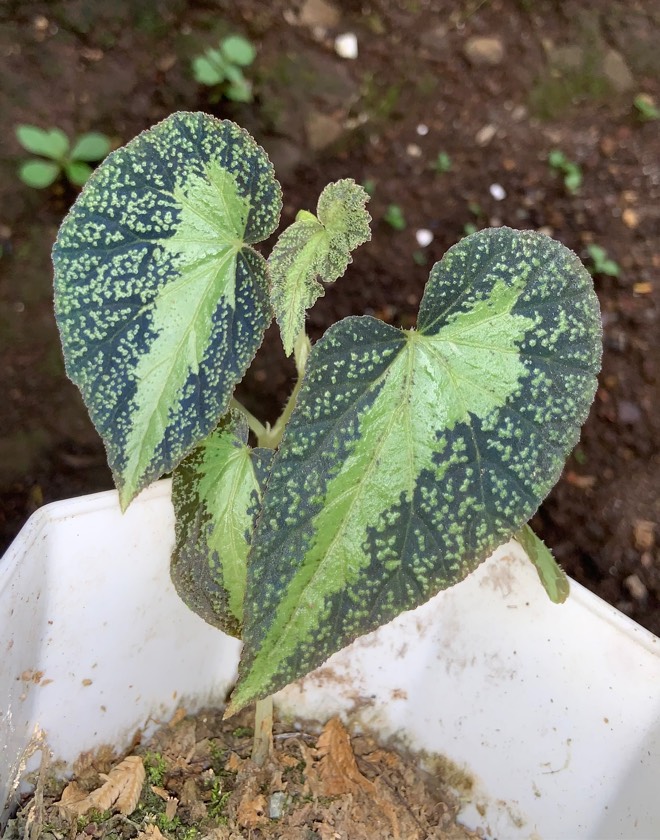 Begonia Variabilis