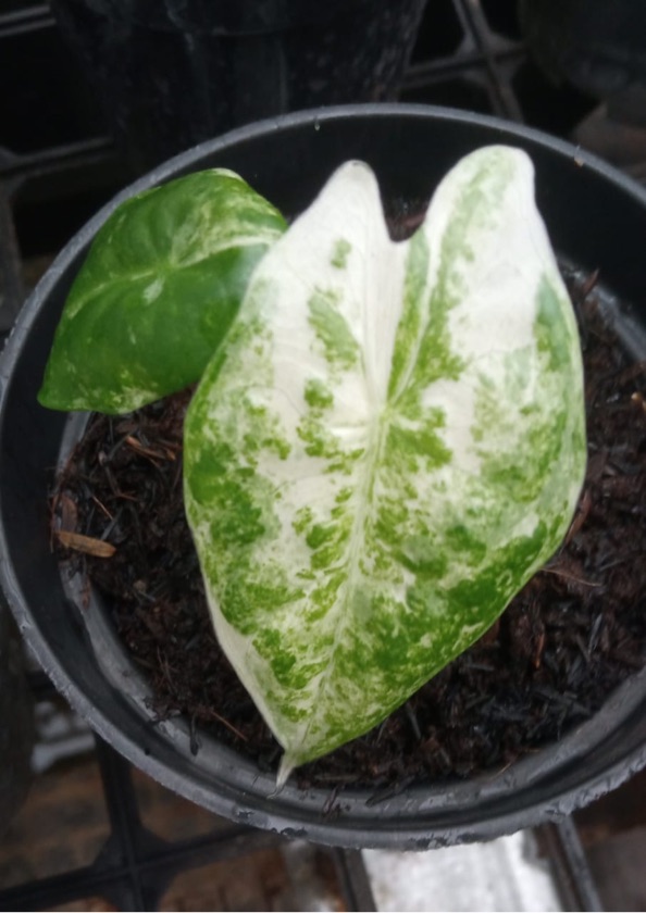 Alocasia Zebrina Variegated