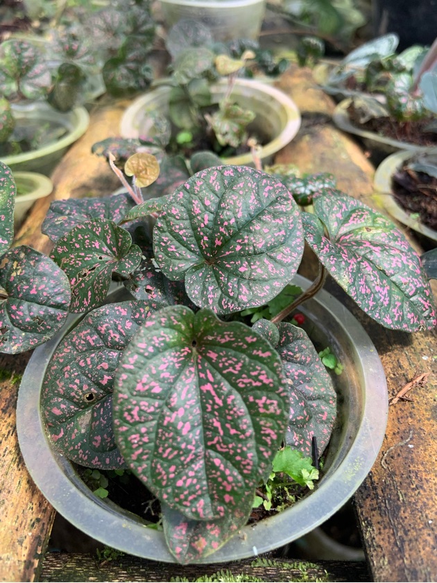 Piper sp. Pink Splash 