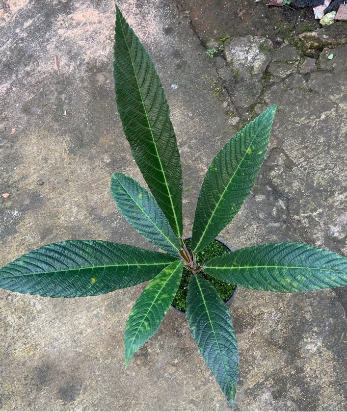 Leea sp. Nabire Green