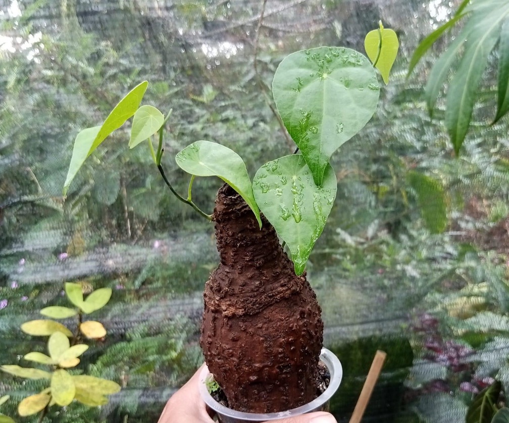 Caudex Stephaina Japonica