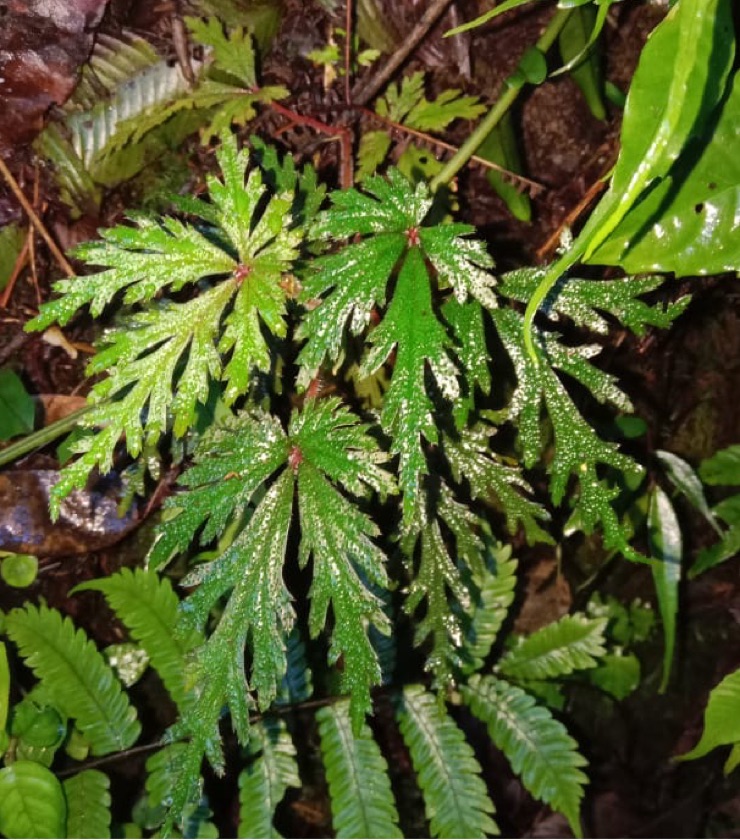 Begonia sp. Sulapink