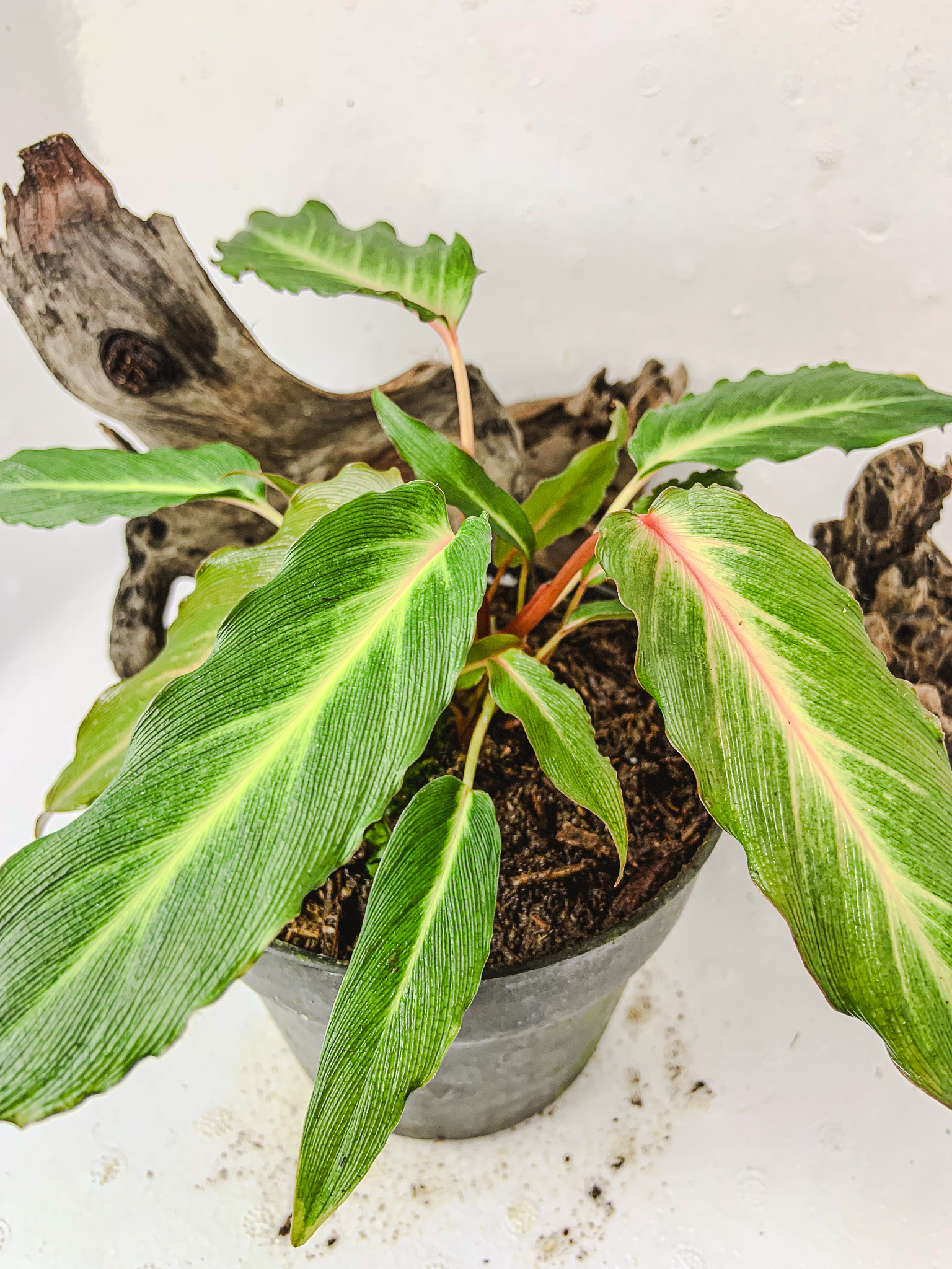 Homalomena Polyneura