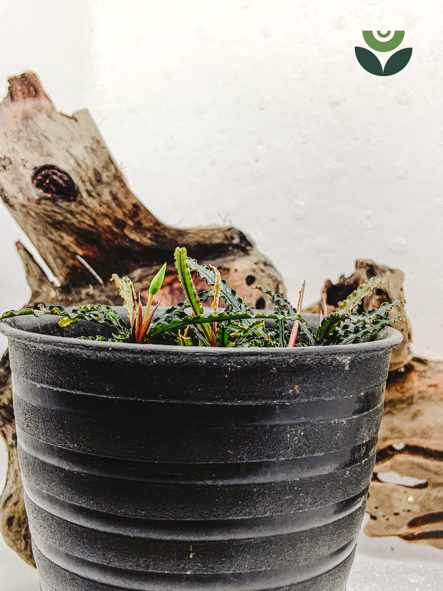 Bucephalandra Rosemary