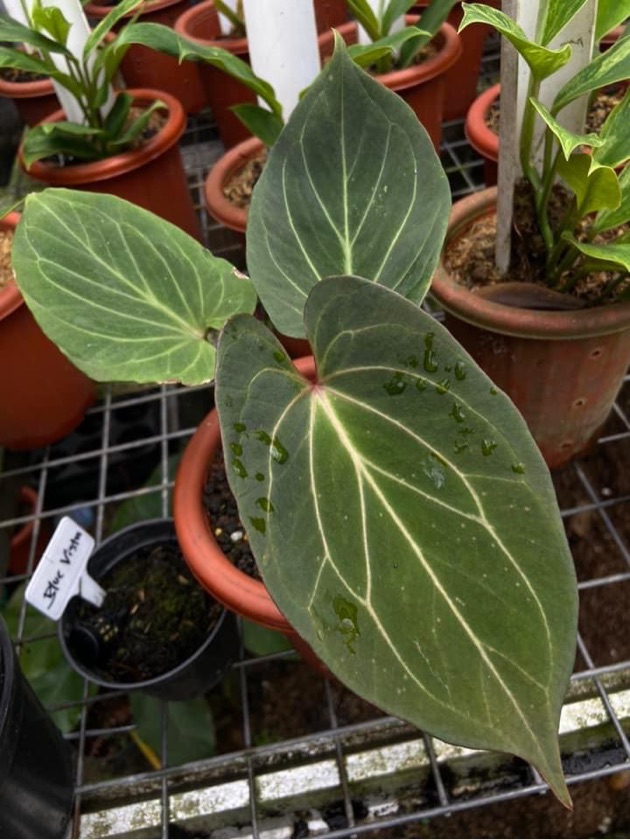 Anthurium King Of Spades