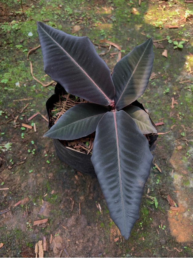 Labisia Robusta