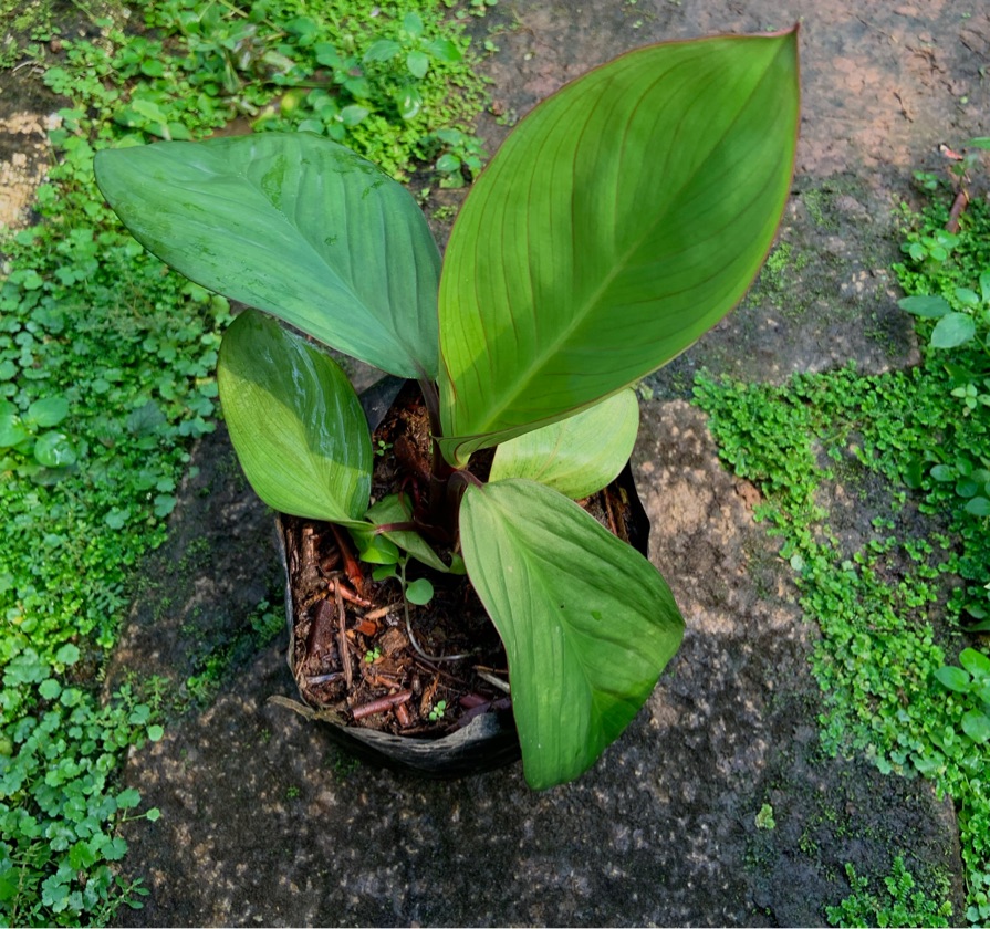 Homalomena Kalimantan Barat