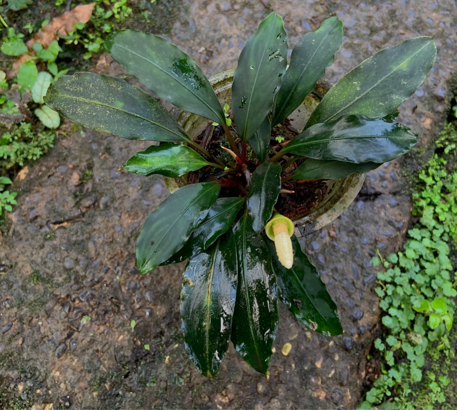 Bucephalandra Chimera