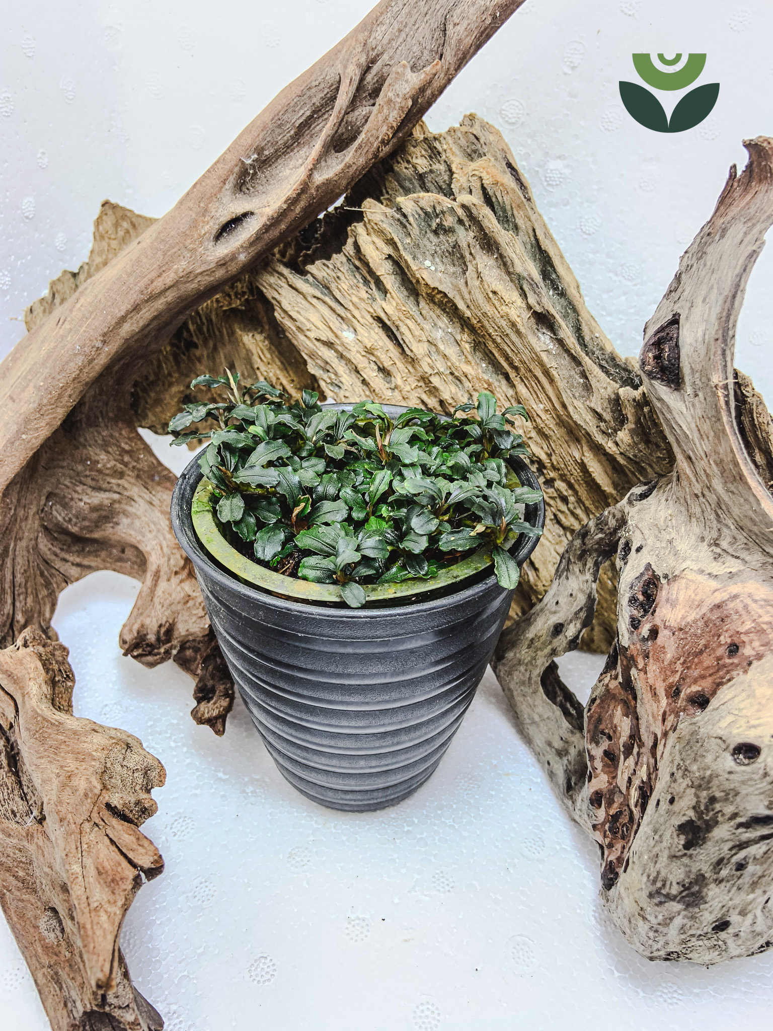 Bucephalandra Brownie Phantom