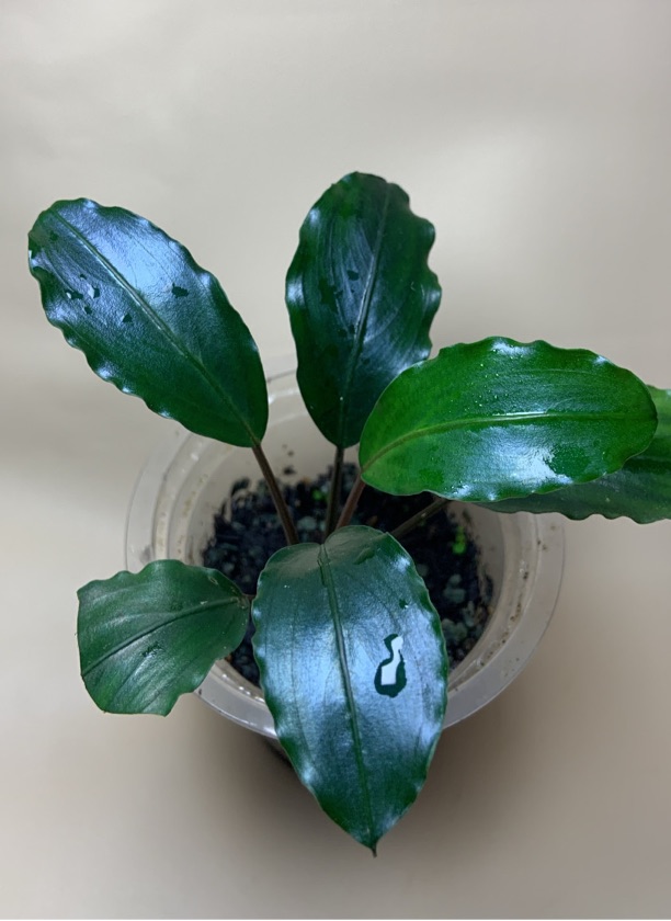 Bucephalandra sp. Bengkayang