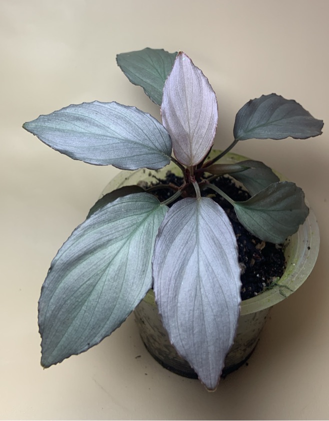 Homalomena Pigmea Silver Grey