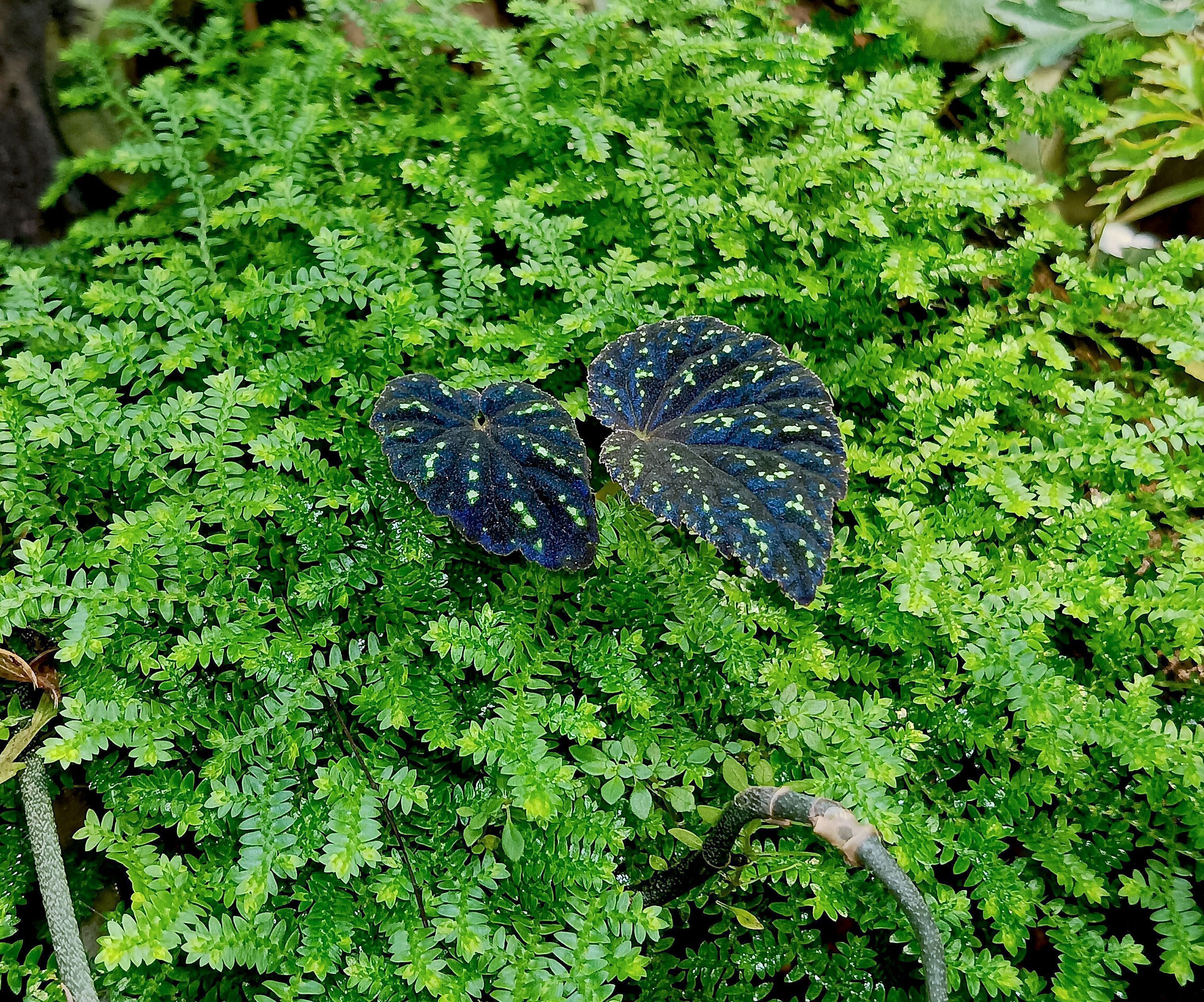 Begonia Tenuifolia