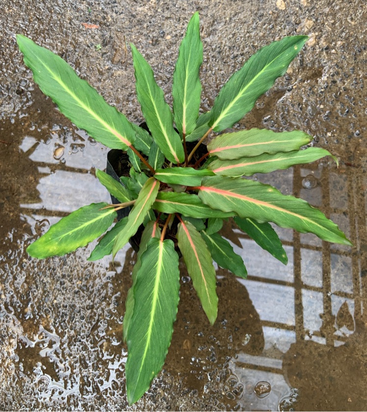 Homalomena sp. Nabire