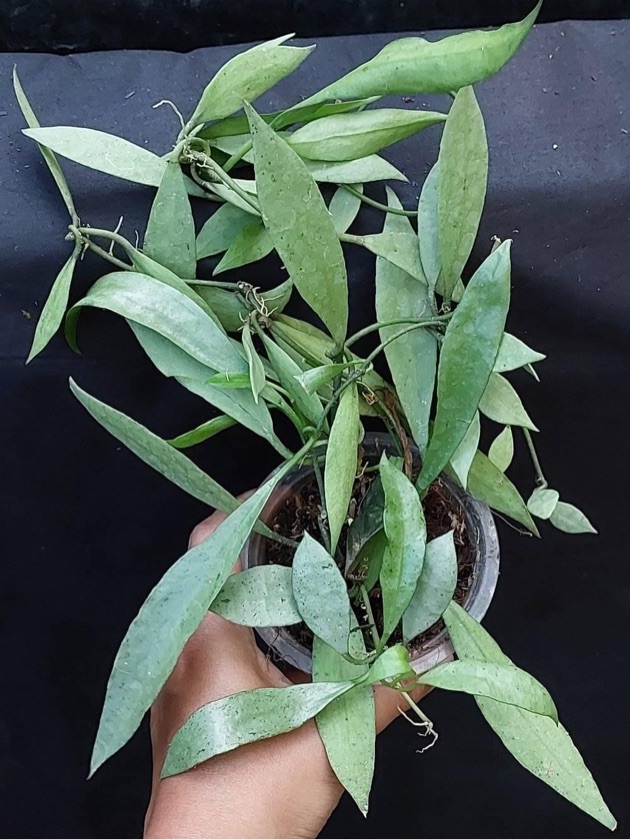 Hoya Lacunosa Silver