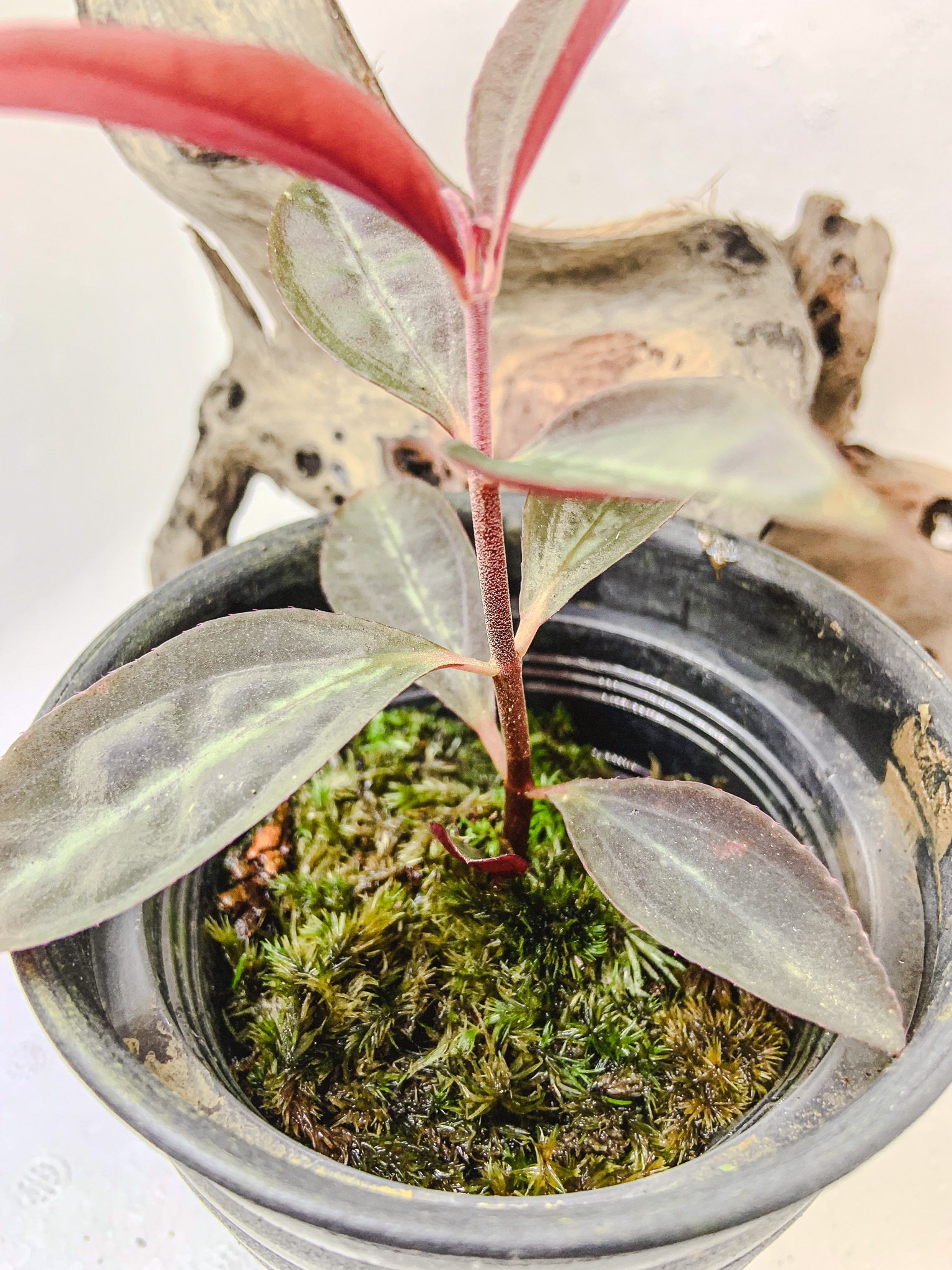 Sonerila sp. Vietnam