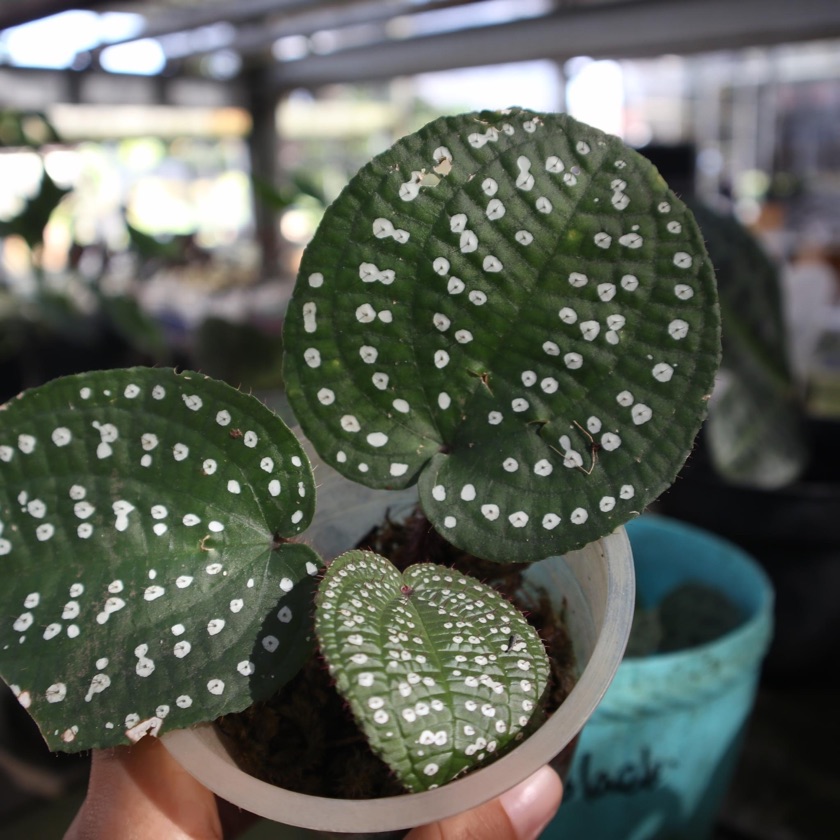 Phyllagathis Guttata 