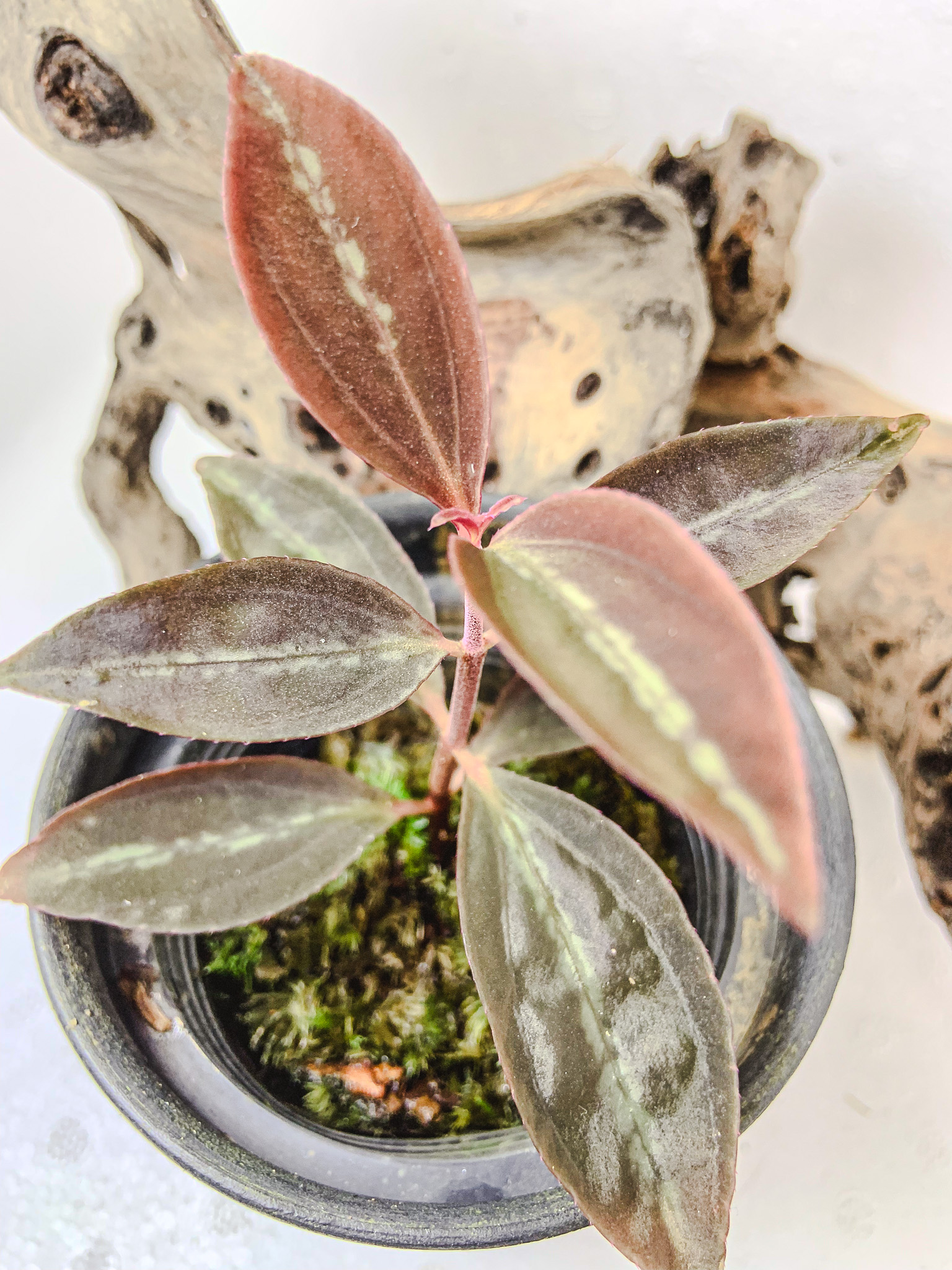 Sonerila sp. Vietnam