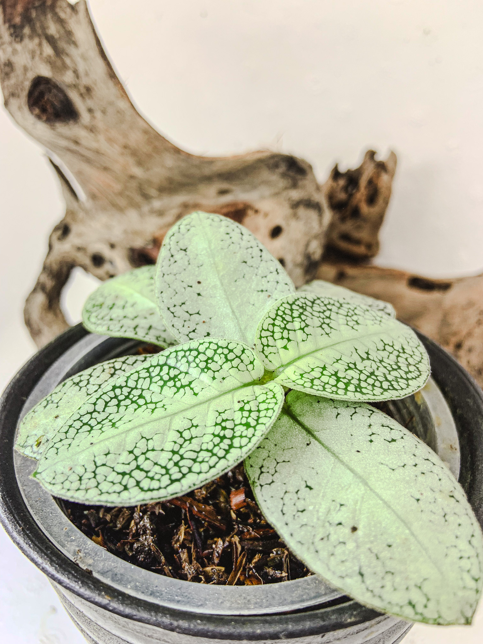 Argostemma sp. Sea Urchin