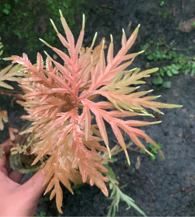 Selaginella Orange